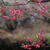 春告げ花