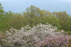 もう一度の花見