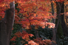 紅葉盛り