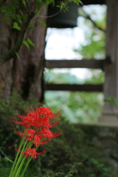 お彼岸・・・