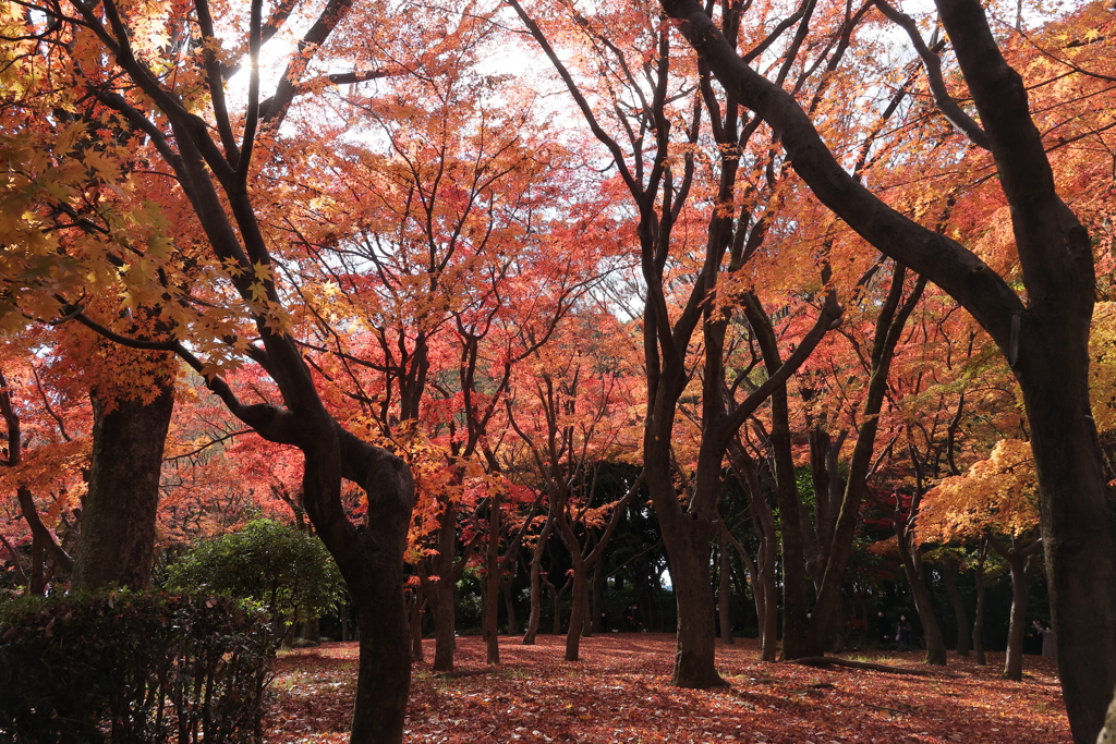 紅葉を堪能Ⅱ