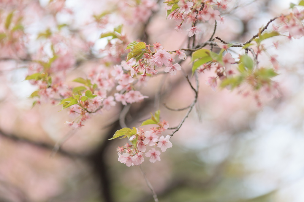 河津桜