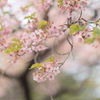 河津桜
