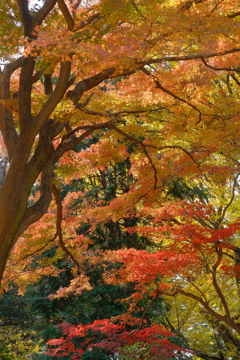 冬の紅葉Ⅱ