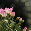 菊