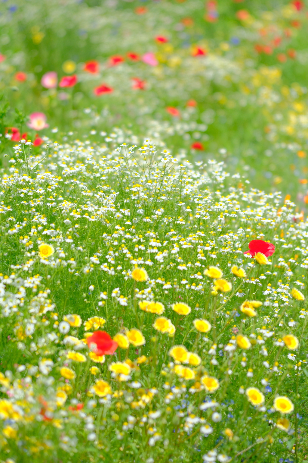 花園