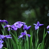 花菖蒲一座