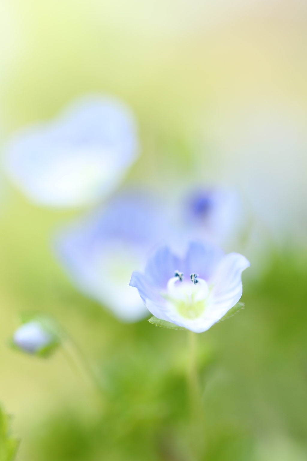 春ウララ