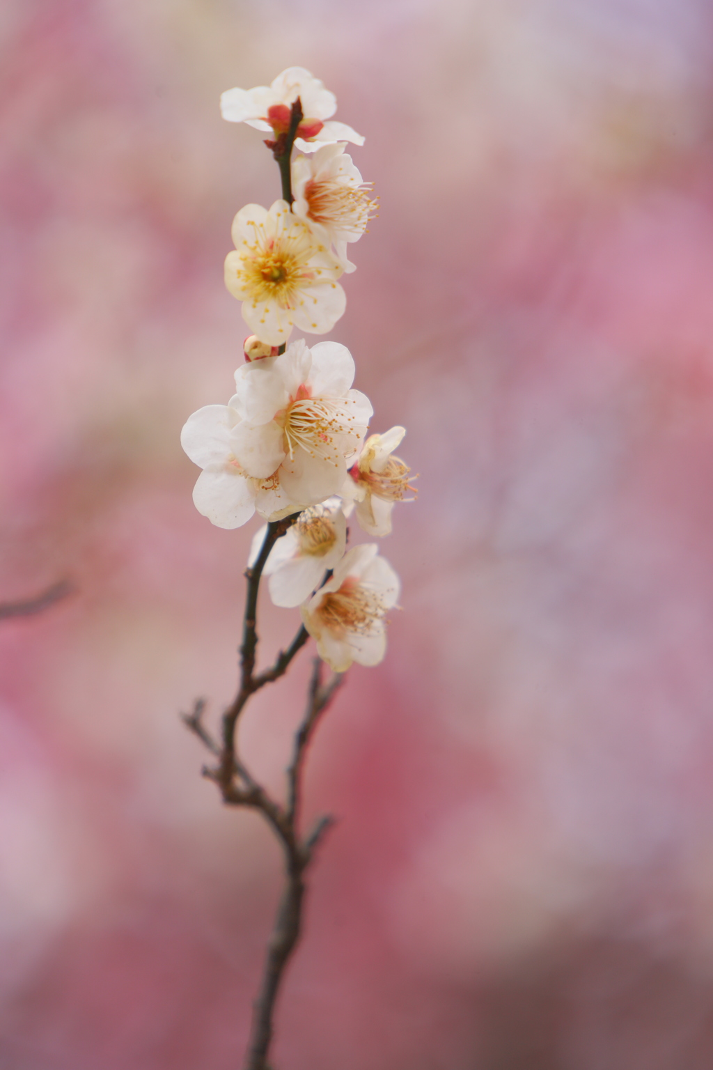 春の香り
