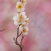 春の香り