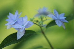 紫陽花