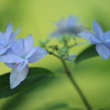 紫陽花