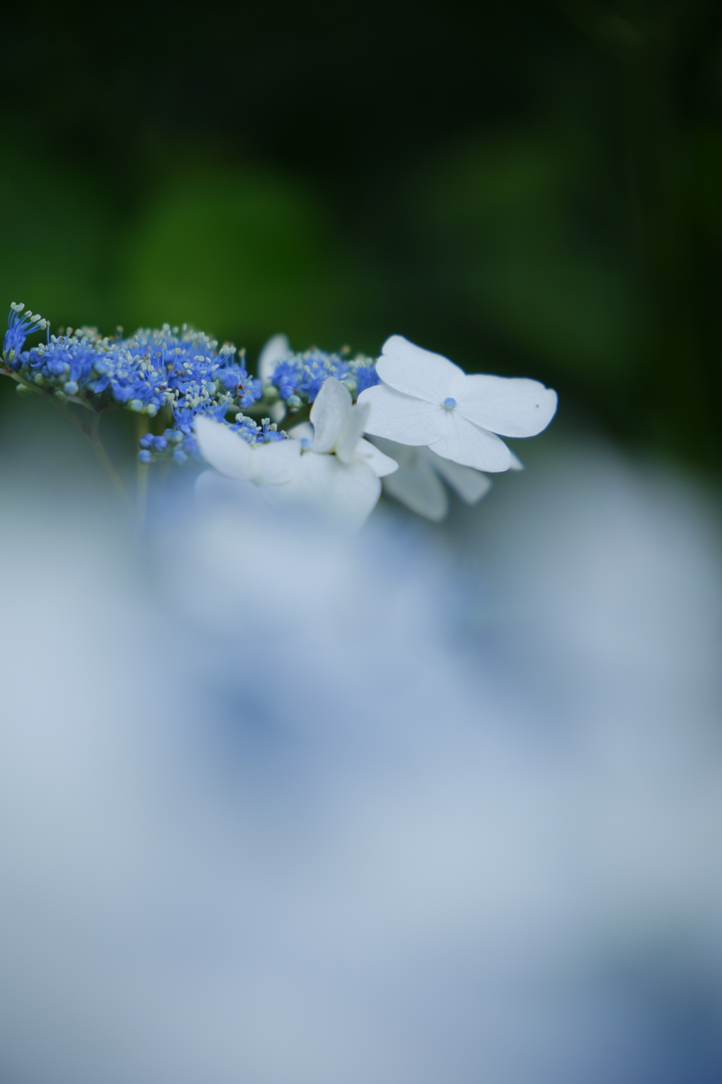 紫陽花