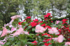 花・交差点の花壇
