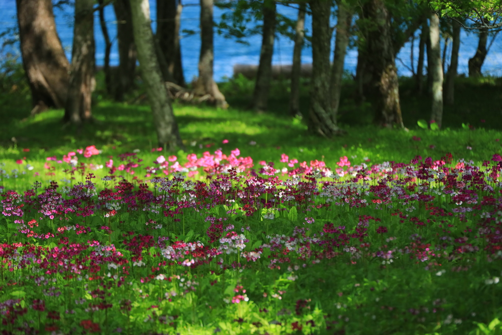 癒しの花園Ⅱ
