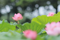 楽園