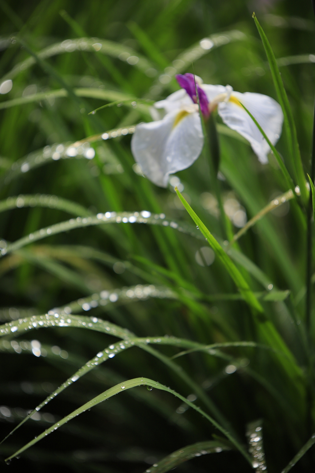 雨の物語