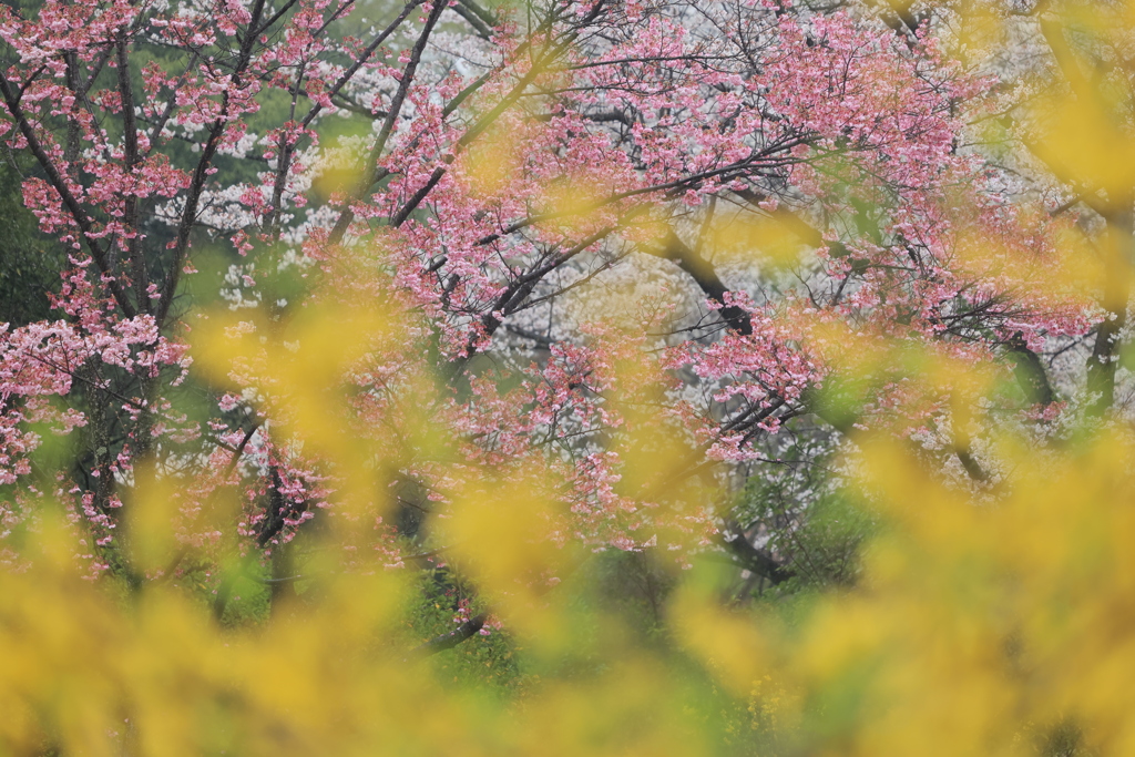 花見Ⅳ