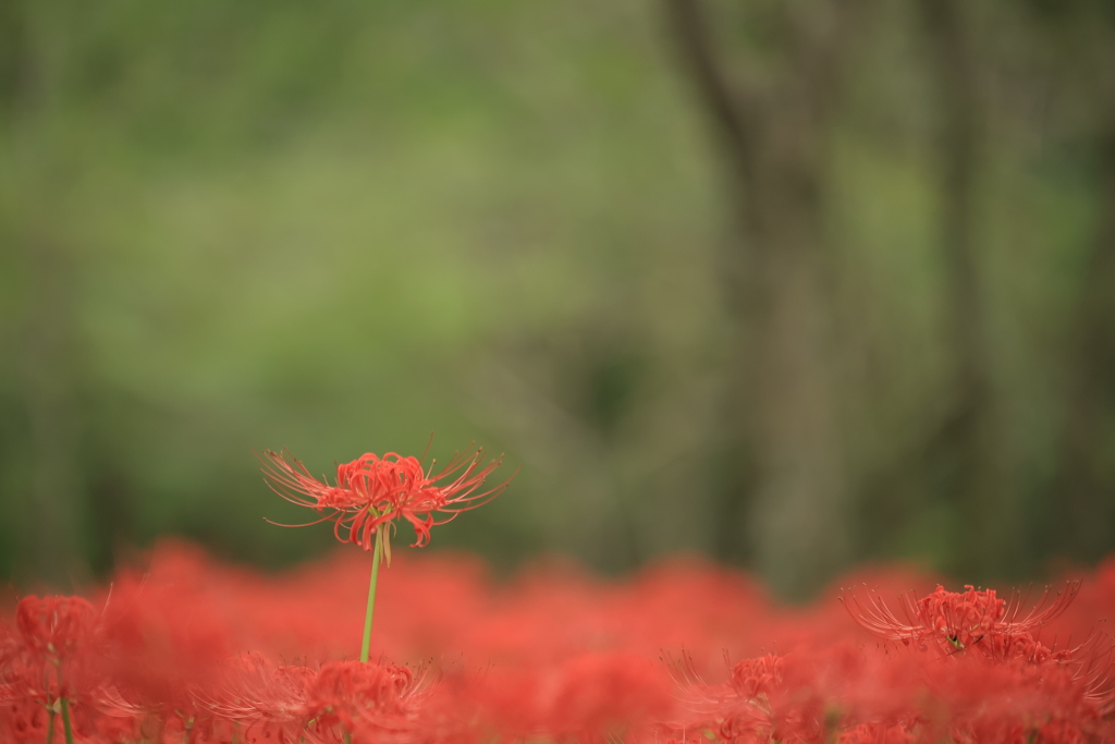 彼岸花