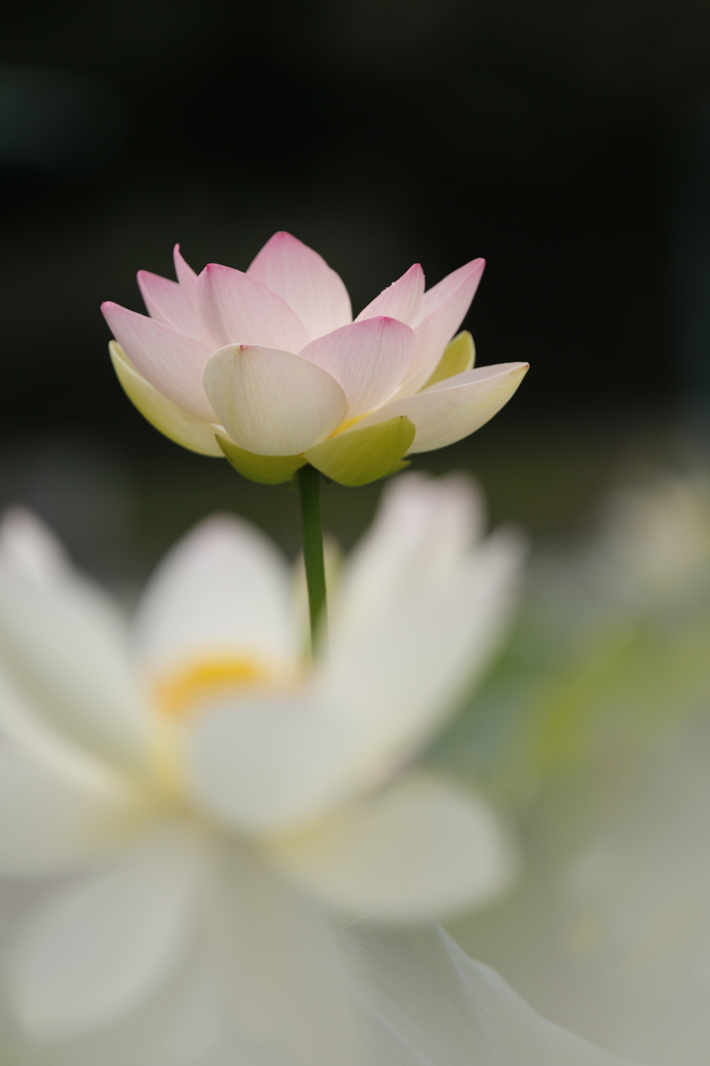 雅