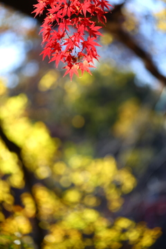 公園秋景色