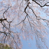 繊細な春