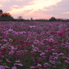 夕暮れ