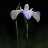 菖蒲