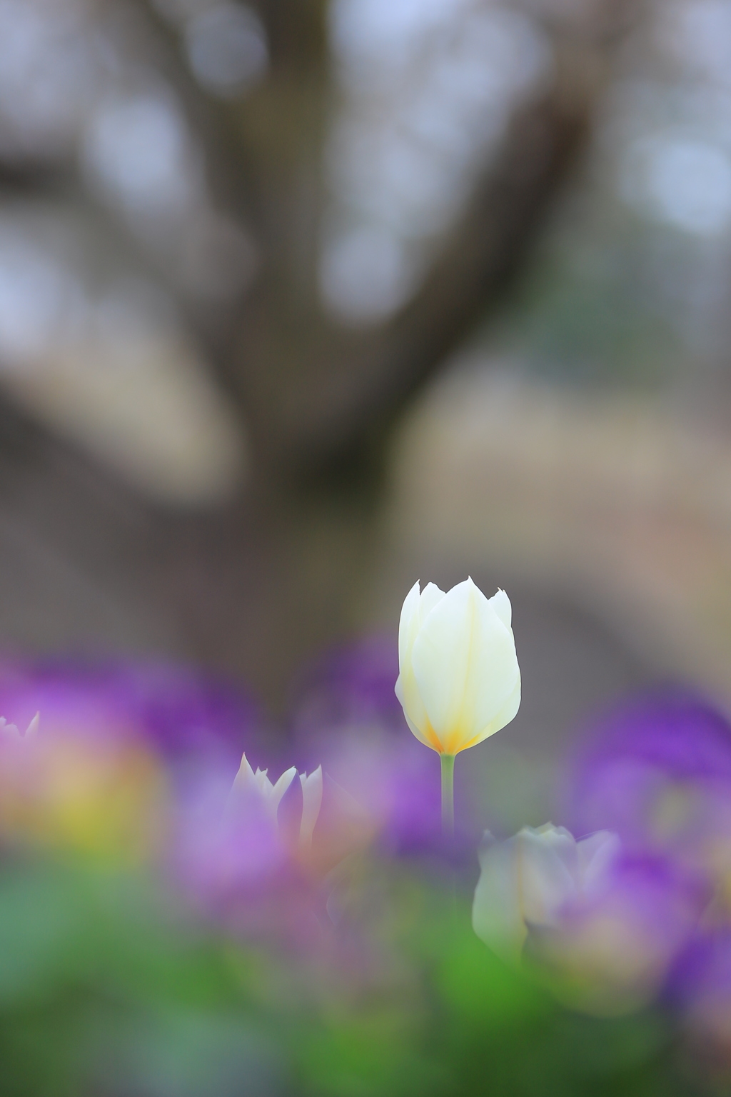 チューリップも花見