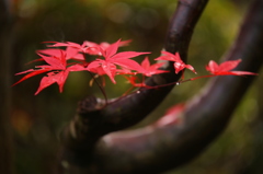 公園秋景色