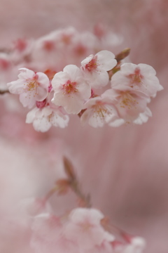 雅
