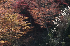 参道の秋