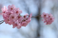 御苑花見