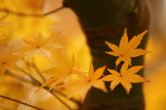 公園紅葉景色