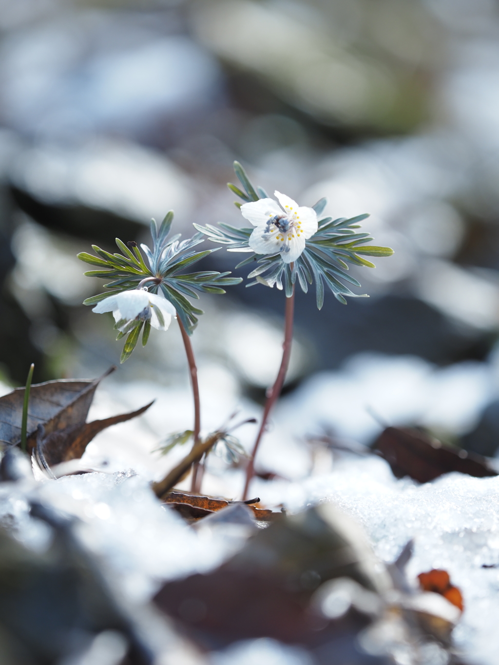 雪中セツブンソウ