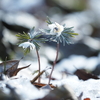 雪中セツブンソウ