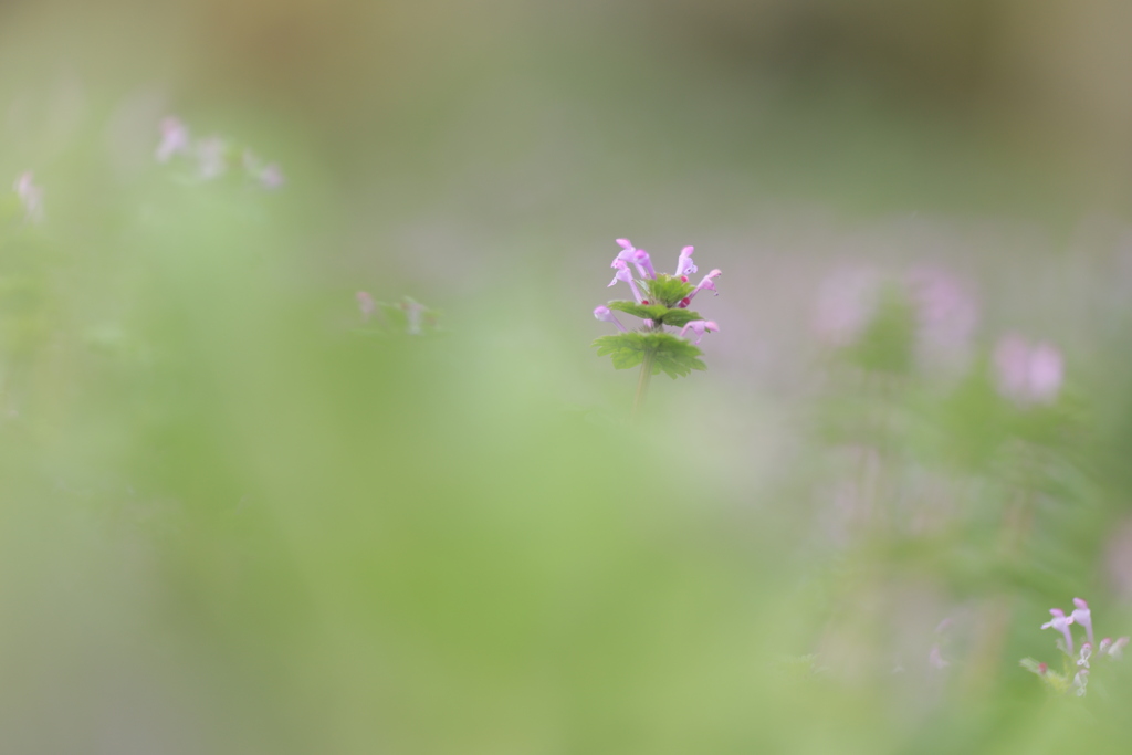 花夢