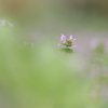 花夢