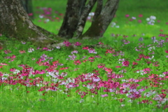 癒しの花園