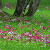 癒しの花園