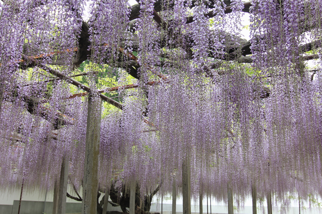 骨波田（こつはた）のフジ