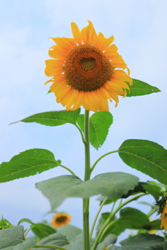 夏の顔