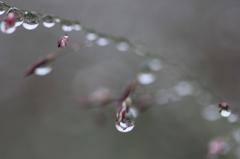 雨滴の宝石・・・