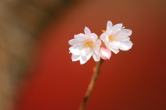 冬桜