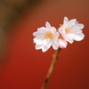 冬桜