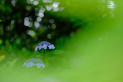 紫陽花