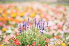 花園