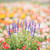 花園