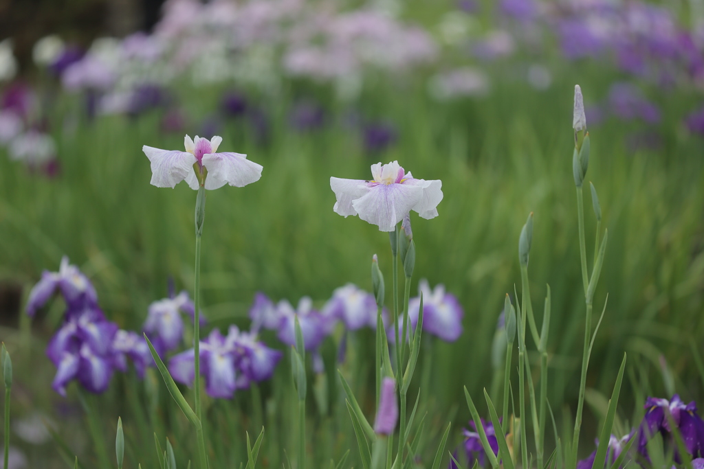 花菖蒲