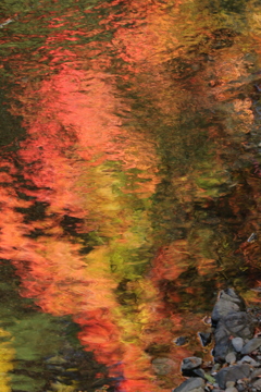 水面の紅葉